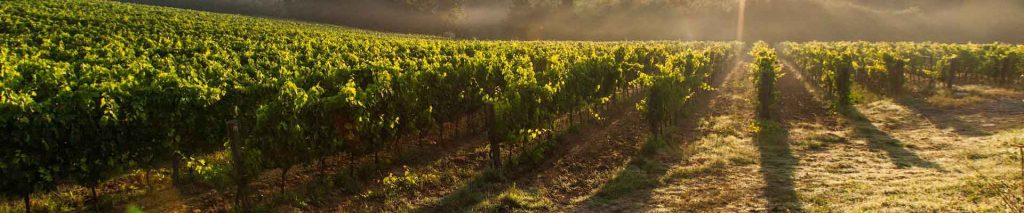 Steiner - Herramientas para agricultura y cosecha